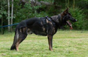 Käyttölinjaisia saksanpaimenkoiria nähdään usein virka- ja työkäytössä esimerkiksi poliisin, rajavartiolaitoksen, tullin ja puolustusvoimien tehtävissä jälki-, haku-, etsintä- ja suojelukoirina. Lisäksi ne ovat suosittuja harrastuskoiria esimerkiksi palveluskoirakokeissa, tokossa (tottelevaisuuskoe), agilityssä ja pelastuskoiratoiminnassa.